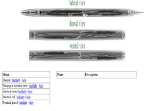 link to visualization page