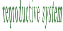 reproductivesystem