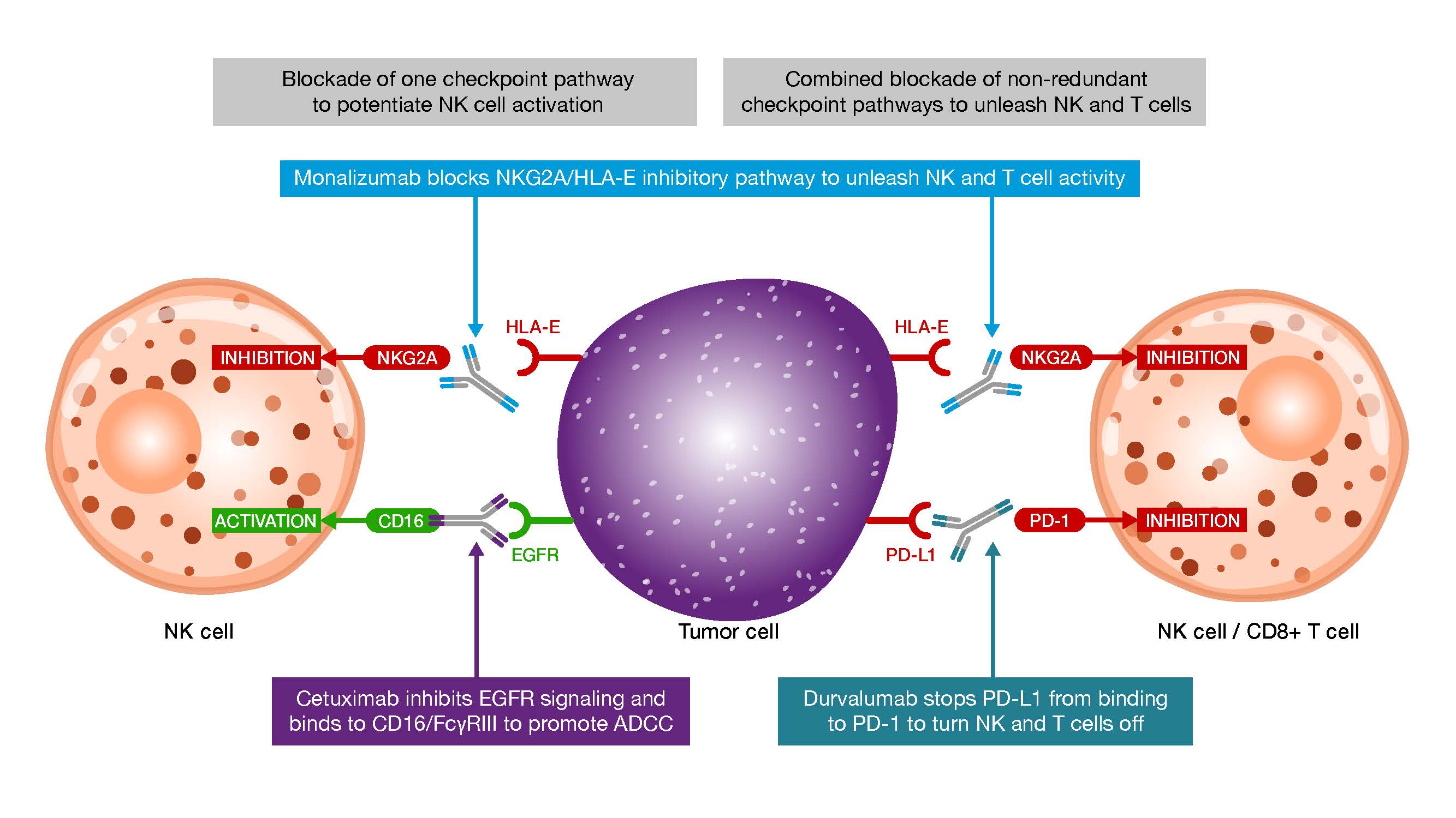 Monalzumab